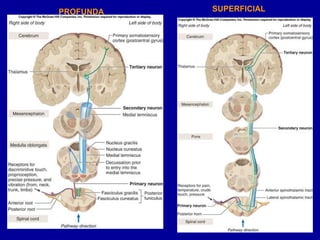PROFUNDA SUPERFICIAL
 