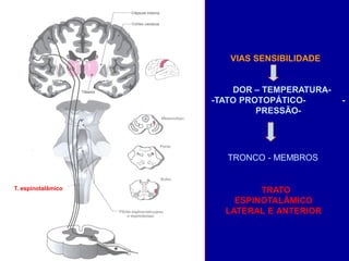 VIAS SENSIBILIDADE
DOR – TEMPERATURA-
-TATO PROTOPÁTICO- -
PRESSÃO-
TRONCO - MEMBROS
T. espinotalâmico TRATO
ESPINOTALÂMICO
LATERAL E ANTERIOR
 