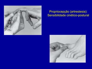 Propriocepção (artrestesia):
Sensibilidade cinético-postural
 