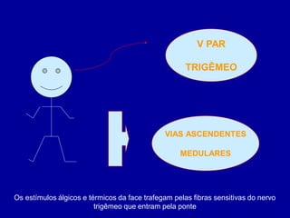 V PAR
TRIGÊMEO
VIAS ASCENDENTES
MEDULARES
Os estímulos álgicos e térmicos da face trafegam pelas fibras sensitivas do nervo
trigêmeo que entram pela ponte
 