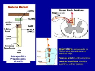 SOMATOTOPIA: representação no
SNC da superfície cutânea ou do
interior do corpo.
Fascículo grácil (membros inferiores)
Fascículo cuneiforme (membros
superiores, ombro e pescoço)
Coluna Dorsal
Tato epicrítico
Propriocepção,
Vibração
 
