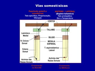 ANTERO – LATERAL
(Espino-talamico)
Tato protopático
Dor e Temperatura
Fasciculo grácil e
cuneiforme
Tato epicrítico, Proprioceçâo,
Vibração
Cruzamento
na MEDULA
Cruzamento
no BULBO
Vias somestésicas
 