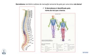 MFMM
Dermátomo: território cutâneo de inervação sensorial da pele por uma única raiz dorsal
 O dermátomo é identificado pelo
nome da raiz que o inerva.
 