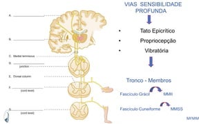 MFMM
VIAS SENSIBILIDADE
PROFUNDA
• Tato Epicrítico
• Propriocepção
• Vibratória
Tronco - Membros
Fascículo Grácil MMII
Fascículo Cuneiforme MMSS
 