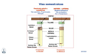 MFMM
ANTERO – LATERAL
(Espino-talamico)
Tato protopático
Dor e Temperatura
Fasciculo grácil e
cuneiforme
Tato epicrítico, Proprioceçâo,
Vibração
Cruzamento
na MEDULA
Cruzamento
no BULBO
Vias somestésicas
 