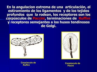 Reseptor Pacini Ruffini Sensibilidades Somáticas | PPT