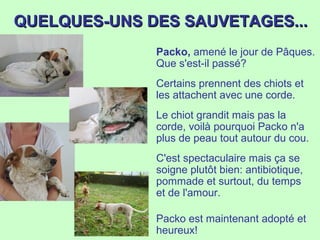 QUELQUES-UNS DES SAUVETAGES...QUELQUES-UNS DES SAUVETAGES...
Packo, amené le jour de Pâques.
Que s'est-il passé?
Certains prennent des chiots et
les attachent avec une corde.
Le chiot grandit mais pas la
corde, voilà pourquoi Packo n'a
plus de peau tout autour du cou.
C'est spectaculaire mais ça se
soigne plutôt bien: antibiotique,
pommade et surtout, du temps
et de l'amour.
Packo est maintenant adopté et
heureux!
 