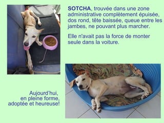 SOTCHA, trouvée dans une zone
administrative complètement épuisée,
dos rond, tête baissée, queue entre les
jambes, ne pouvant plus marcher.
Elle n'avait pas la force de monter
seule dans la voiture.
Aujourd’hui,
en pleine forme,
adoptée et heureuse!
 