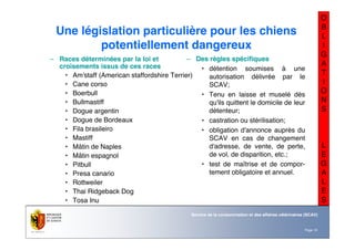 Nom du service ou
office
Département du territoire
Page 10
Service de la consommation et des affaires vétérinaires (SCAV)
O
B
L
I
G
A
T
I
O
N
S
L
E
G
A
L
E
S
Une législation particulière pour les chiens
potentiellement dangereux
– Races déterminées par la loi et
croisements issus de ces races
• Am'staff (American staffordshire Terrier)
• Cane corso
• Boerbull
• Bullmastiff
• Dogue argentin
• Dogue de Bordeaux
• Fila brasileiro
• Mastiff
• Mâtin de Naples
• Mâtin espagnol
• Pitbull
• Presa canario
• Rottweiler
• Thai Ridgeback Dog
• Tosa Inu
– Des règles spécifiques
• détention soumises à une
autorisation délivrée par le
SCAV;
• Tenu en laisse et muselé dès
qu'ils quittent le domicile de leur
détenteur;
• castration ou stérilisation;
• obligation d'annonce auprès du
SCAV en cas de changement
d'adresse, de vente, de perte,
de vol, de disparition, etc.;
• test de maîtrise et de compor-
tement obligatoire et annuel.
 