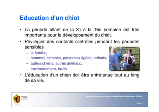 Page 18
Service de la consommation et des affaires vétérinaires (SCAV)
Education d'un chiot
• La période allant de la 3e à la 16e semaine est très
importante pour le développement du chiot.
• Privilégier des contacts contrôlés pendant les périodes
sensibles
– la famille;
– hommes, femmes, personnes âgées, enfants;
– autres chiens, autres animaux;
– environnement, bruits.
• L'éducation d'un chien doit être entretenue tout au long
de sa vie.
 