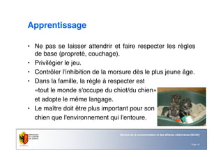 Page 19
Service de la consommation et des affaires vétérinaires (SCAV)
Apprentissage
• Ne pas se laisser attendrir et faire respecter les règles
de base (propreté, couchage).
• Privilégier le jeu.
• Contrôler l'inhibition de la morsure dès le plus jeune âge.
• Dans la famille, la règle à respecter est
«tout le monde s'occupe du chiot/du chien»
et adopte le même langage.
• Le maître doit être plus important pour son
chien que l'environnement qui l'entoure.
 