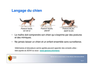 Page 21
Service de la consommation et des affaires vétérinaires (SCAV)
Langage du chien
• Le maître doit comprendre son chien qui s'exprime par des postures
et des mimiques.
• Ne jamais laisser un chien et un enfant ensemble sans surveillance.
Vétérinaires et éducateurs canins agréés peuvent apporter des conseils utiles :
liste auprès du SCAV ou sous : www.geneve.ch/chiens.
Posture haute,
sûr de lui
Posture neutre,
attentif
Posture de jeu,
appel au jeu
 