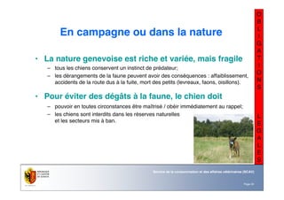 Nom du service ou
office
Département du territoire
Page 24
Service de la consommation et des affaires vétérinaires (SCAV)
O
B
L
I
G
A
T
I
O
N
S
L
E
G
A
L
E
S
En campagne ou dans la nature
• La nature genevoise est riche et variée, mais fragile
– tous les chiens conservent un instinct de prédateur;
– les dérangements de la faune peuvent avoir des conséquences : affaiblissement,
accidents de la route dus à la fuite, mort des petits (levreaux, faons, oisillons).
• Pour éviter des dégâts à la faune, le chien doit
– pouvoir en toutes circonstances être maîtrisé / obéir immédiatement au rappel;
– les chiens sont interdits dans les réserves naturelles
et les secteurs mis à ban.
 
