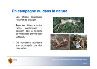 Page 28
Service de la consommation et des affaires vétérinaires (SCAV)
En campagne ou dans la nature
• Les chiens conservent
l'instinct de chasser.
• Tous les chiens – toutes
races confondues –
peuvent être à l'origine
de nuisances graves pour
la faune.
• De nombreux accidents
sont provoqués par des
poursuites.
 