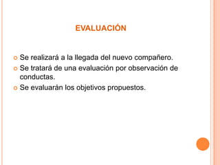 evaluaciónSe realizará a la llegada del nuevo compañero.Se tratará de una evaluación por observación de conductas.Se evaluarán los objetivos propuestos.
