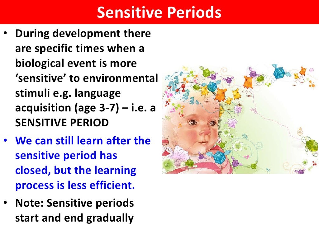 Sensitive periods and experience dependent learning vce u4 psych ao…