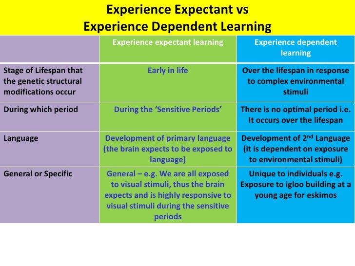 sensitive periods and experience dependent learning vce u4 psych ao experience expectant brain growth