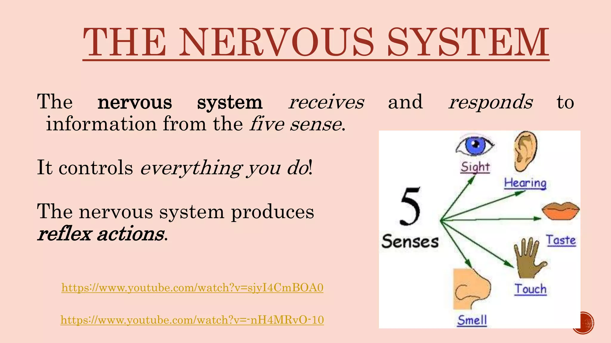 THE NERVOUS SYSTEM
The nervous system receives and responds to
information from the five sense.
It controls everything you do!
The nervous system produces
reflex actions.
https://www.youtube.com/watch?v=-nH4MRvO-10
https://www.youtube.com/watch?v=sjyI4CmBOA0
 