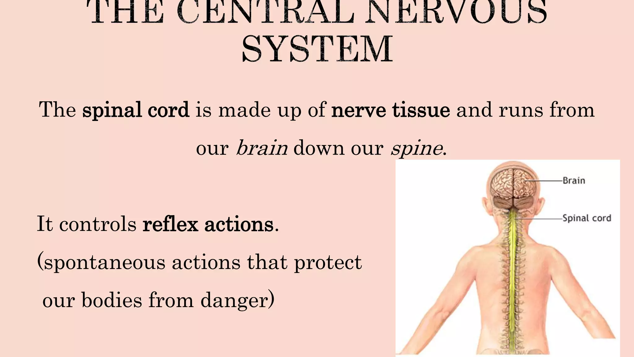 The spinal cord is made up of nerve tissue and runs from
our brain down our spine.
It controls reflex actions.
(spontaneous actions that protect
our bodies from danger)
 
