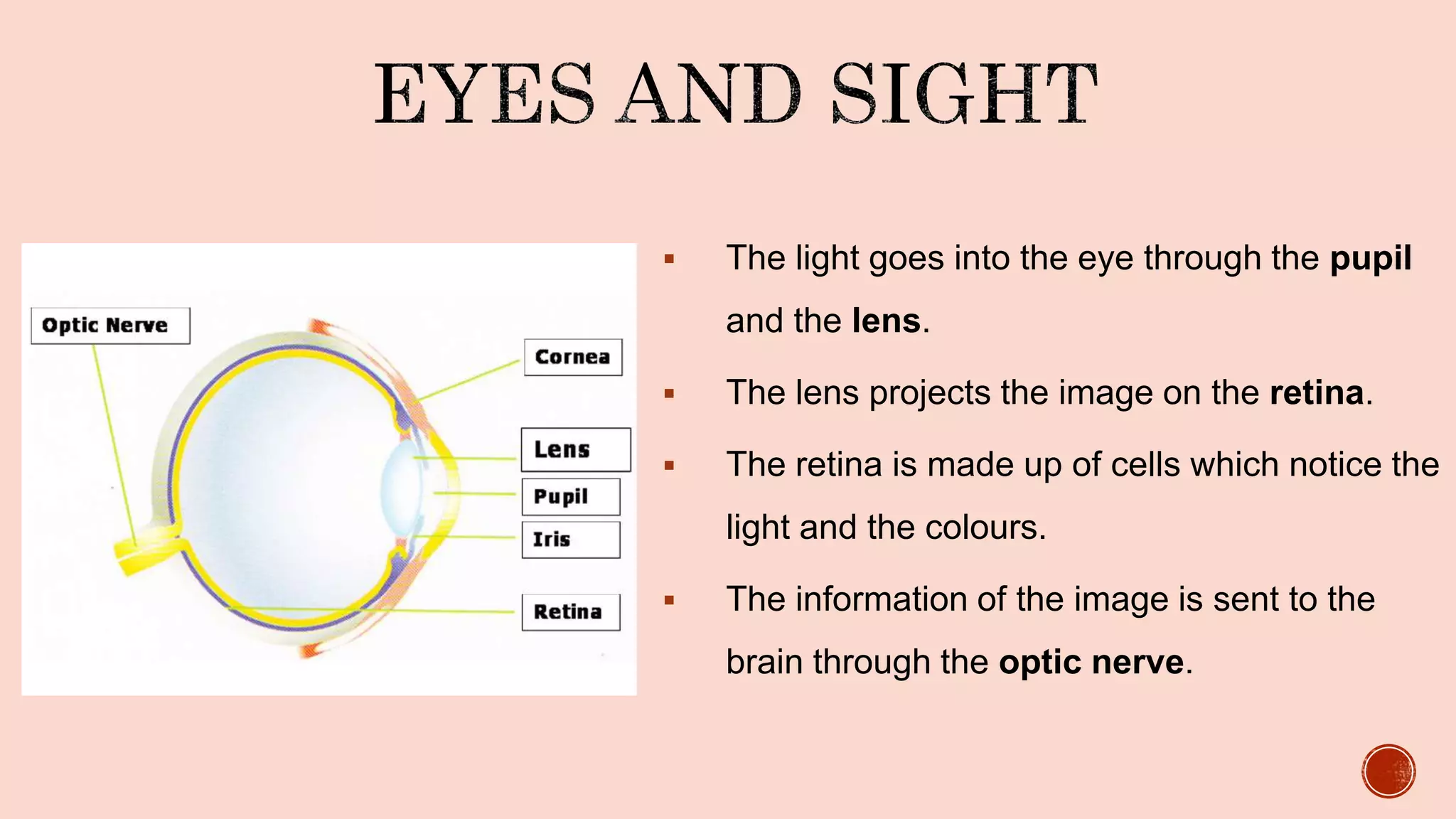  The light goes into the eye through the pupil
and the lens.
 The lens projects the image on the retina.
 The retina is made up of cells which notice the
light and the colours.
 The information of the image is sent to the
brain through the optic nerve.
 
