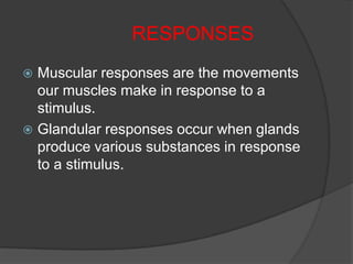 RESPONSES
 Muscular responses are the movements
  our muscles make in response to a
  stimulus.
 Glandular responses occ...