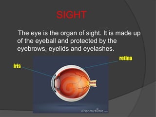 SIGHT
  The eye is the organ of sight. It is made up
  of the eyeball and protected by the
  eyebrows, eyelids and eyelash...