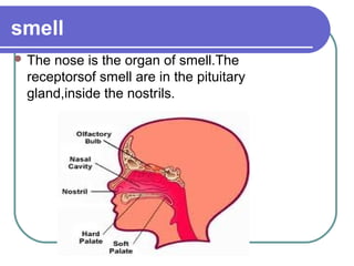 smell
 Thenose is the organ of smell.The
 receptorsof smell are in the pituitary
 gland,inside the nostrils.
 
