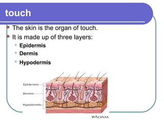 touch
 The   skin is the organ of touch.
 It is made up of three layers:
    Epidermis
    Dermis

      Hypodermis
 