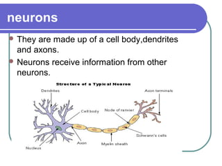 neurons
 They are made up of a cell body,dendrites
  and axons.
 Neurons receive information from other
  neurons.
 