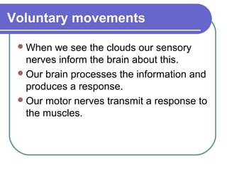 Voluntary movements

  When  we see the clouds our sensory
   nerves inform the brain about this.
  Our brain processes the information and
   produces a response.
  Our motor nerves transmit a response to
   the muscles.
 