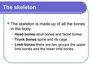 The skeleton

  The skeleton is made up of all the bones
  in the body.
    Head  bones:skull bones and facial bones.
    Trunk bones:spine and rib cage.

    Limb bones:there are two groups the upper
     limb bones and the lower limb bones.
 