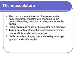 The musculature

    The musculature is the set of muscles in the
     body.locomotor muscles are conected to the
     bones.when they contract or relax,they move the
     bones.
    Head muscles:masseter,buccinator and orbicular.
    Trunk muscles:sternocleidomastoid,abdominal,
     pectoral,intercostal and trapezius.
    Limb muscles:biceps,triceps,deltoid,quadriceps,
     gluteus and calf muscles.
 .
 