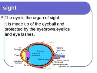 sight
 The  eye is the organ of sight.
 it is made up of the eyeball and
 protected by the eyebrows,eyelids
 and eye lashes.
 