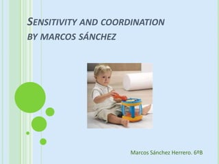 SENSITIVITY AND COORDINATION
BY MARCOS SÁNCHEZ




                     Marcos Sánchez Herrero. 6ºB
 