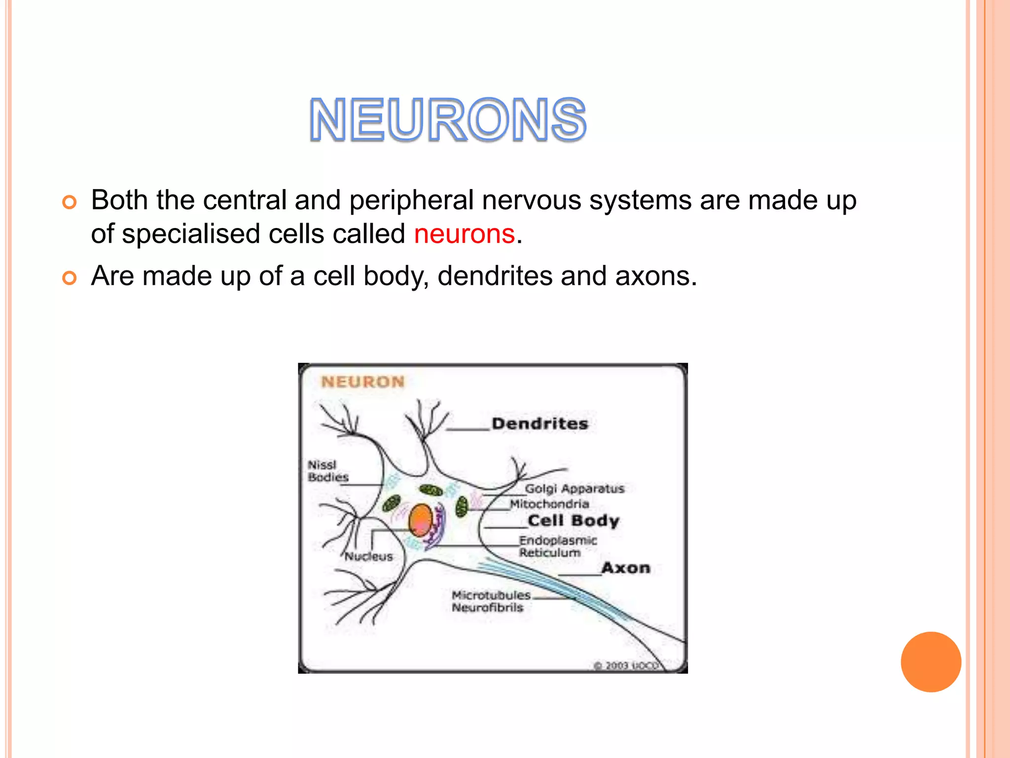    Both the central and peripheral nervous systems are made up
    of specialised cells called neurons.
   Are made up of a cell body, dendrites and axons.
 