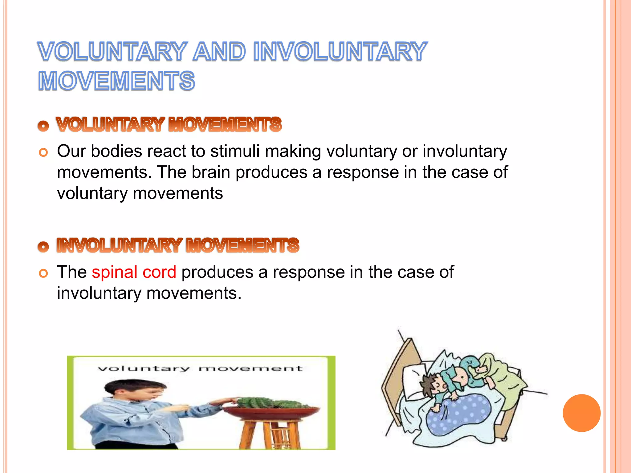    Our bodies react to stimuli making voluntary or involuntary
    movements. The brain produces a response in the case of
    voluntary movements



   The spinal cord produces a response in the case of
    involuntary movements.
 