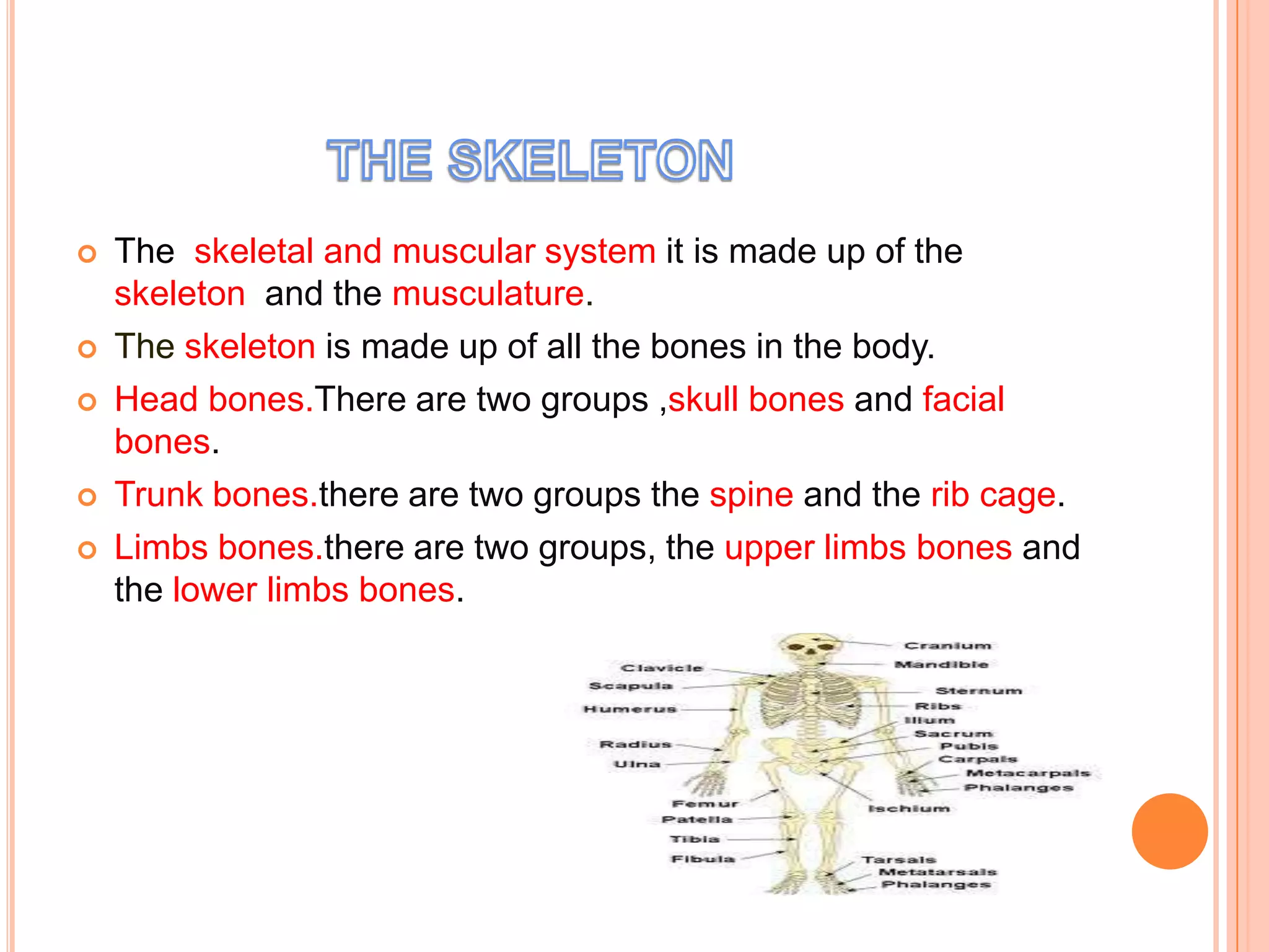    The skeletal and muscular system it is made up of the
    skeleton and the musculature.
   The skeleton is made up of all the bones in the body.
   Head bones.There are two groups ,skull bones and facial
    bones.
   Trunk bones.there are two groups the spine and the rib cage.
   Limbs bones.there are two groups, the upper limbs bones and
    the lower limbs bones.
 