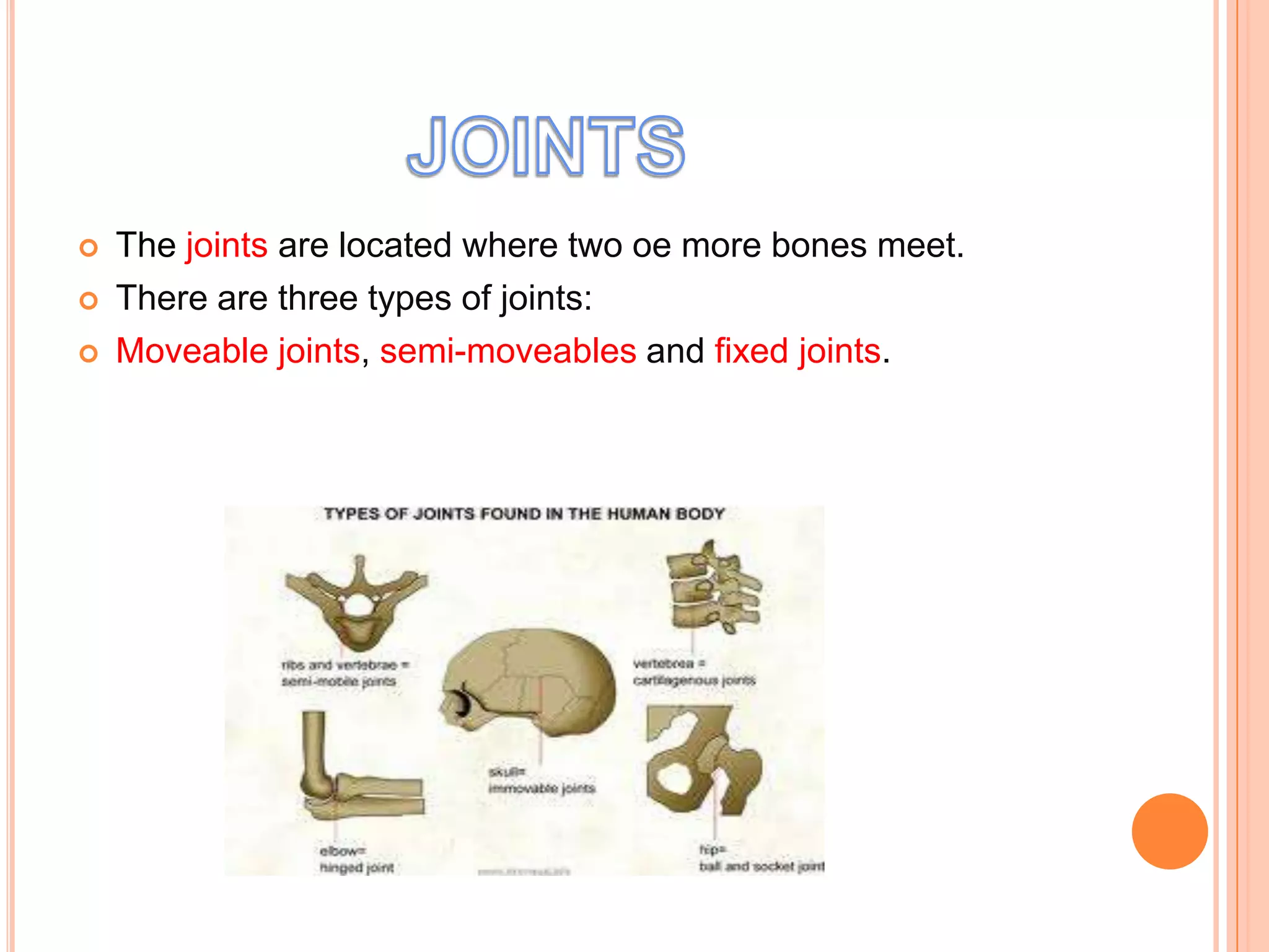    The joints are located where two oe more bones meet.
   There are three types of joints:
   Moveable joints, semi-moveables and fixed joints.
 