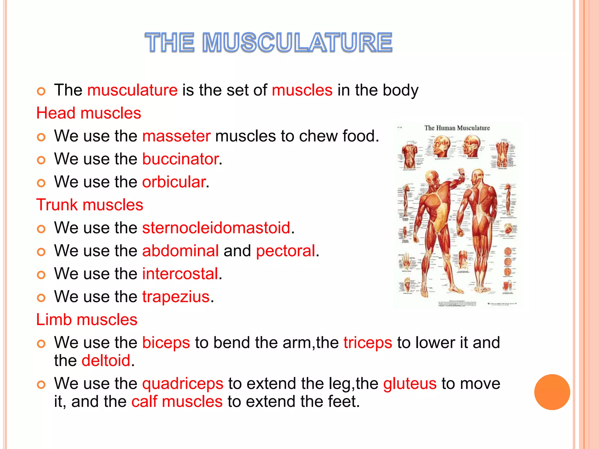  The musculature is the set of muscles in the body
Head muscles
 We use the masseter muscles to chew food.
 We use the buccinator.
 We use the orbicular.
Trunk muscles
 We use the sternocleidomastoid.
 We use the abdominal and pectoral.
 We use the intercostal.
 We use the trapezius.
Limb muscles
 We use the biceps to bend the arm,the triceps to lower it and
  the deltoid.
 We use the quadriceps to extend the leg,the gluteus to move
  it, and the calf muscles to extend the feet.
 