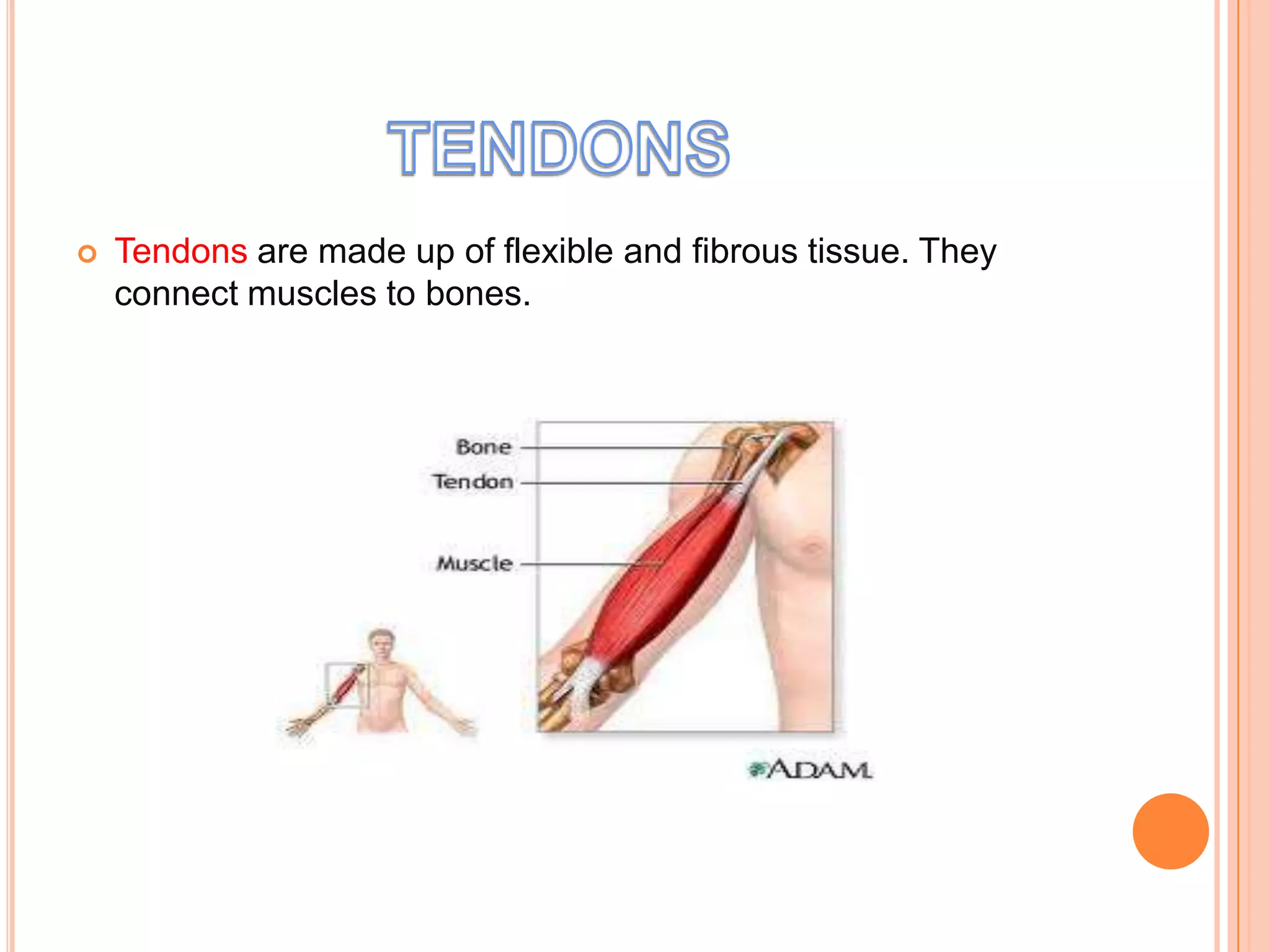    Tendons are made up of flexible and fibrous tissue. They
    connect muscles to bones.
 