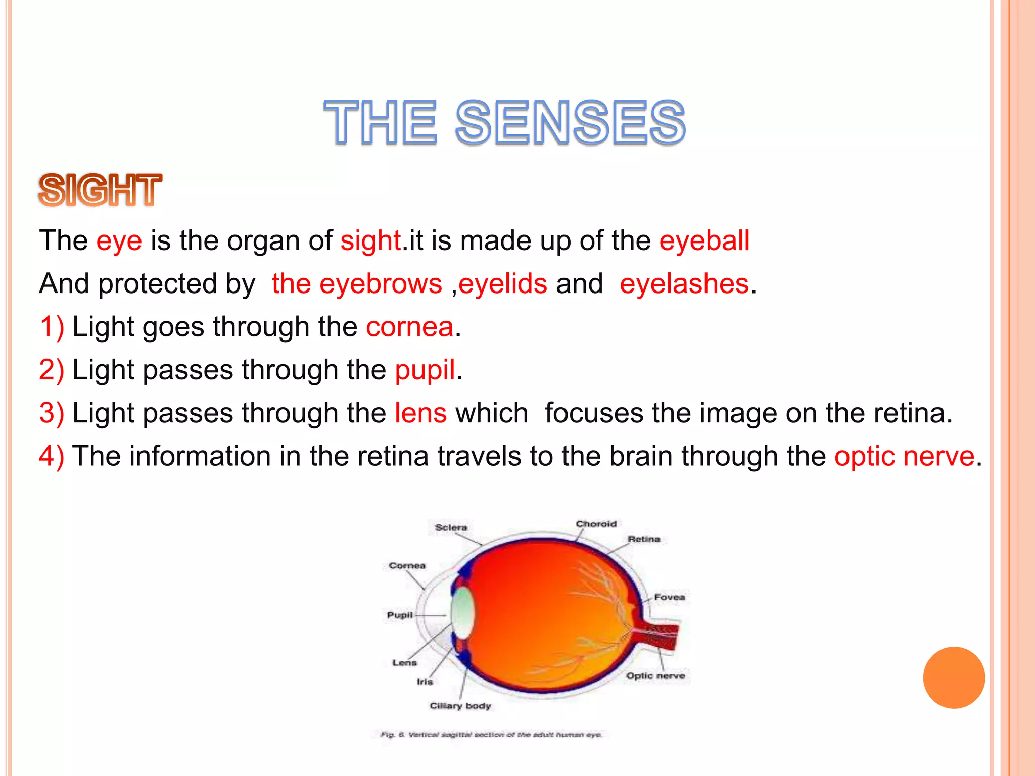 The eye is the organ of sight.it is made up of the eyeball
And protected by the eyebrows ,eyelids and eyelashes.
1) Light goes through the cornea.
2) Light passes through the pupil.
3) Light passes through the lens which focuses the image on the retina.
4) The information in the retina travels to the brain through the optic nerve.
 