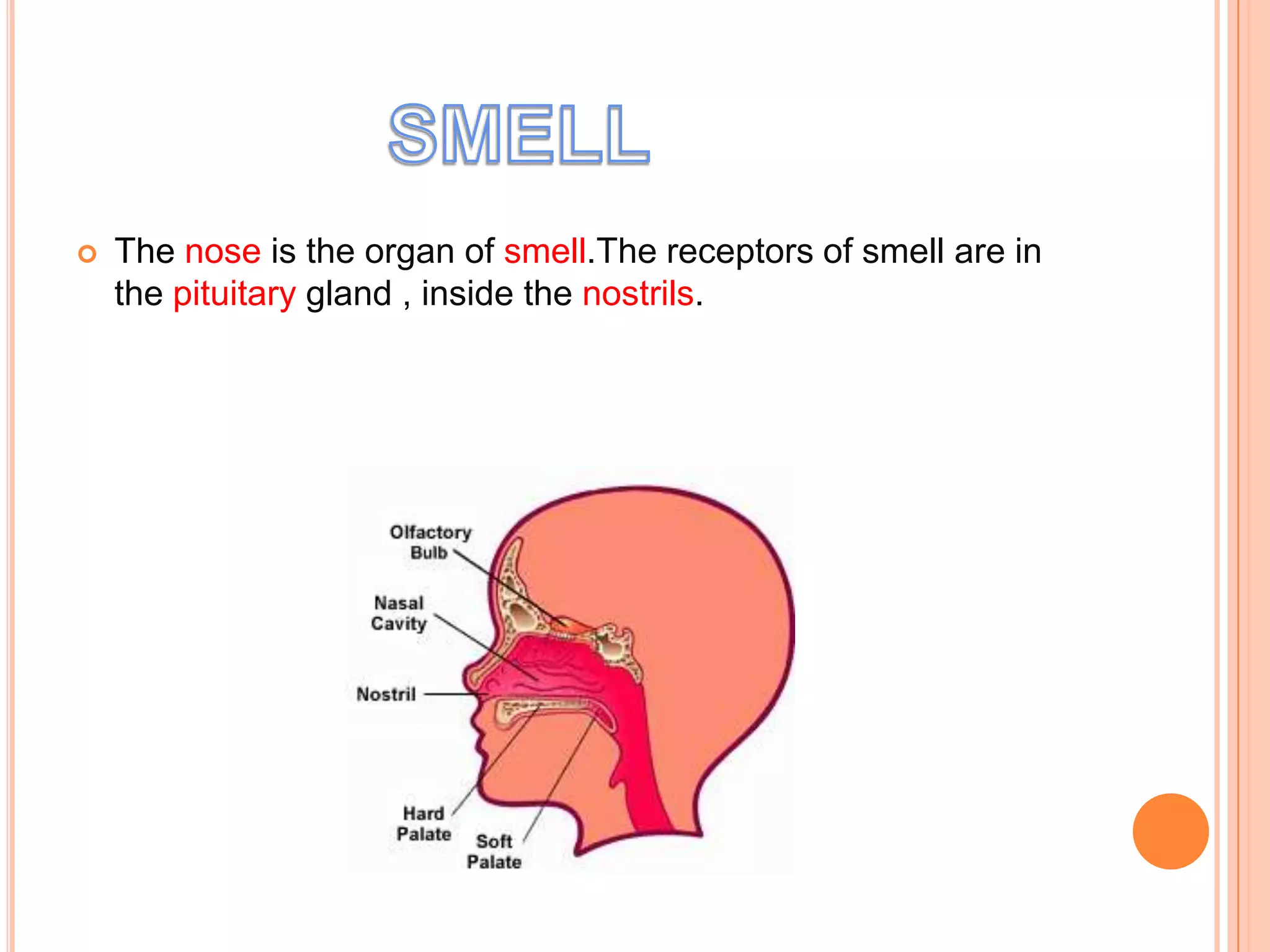    The nose is the organ of smell.The receptors of smell are in
    the pituitary gland , inside the nostrils.
 