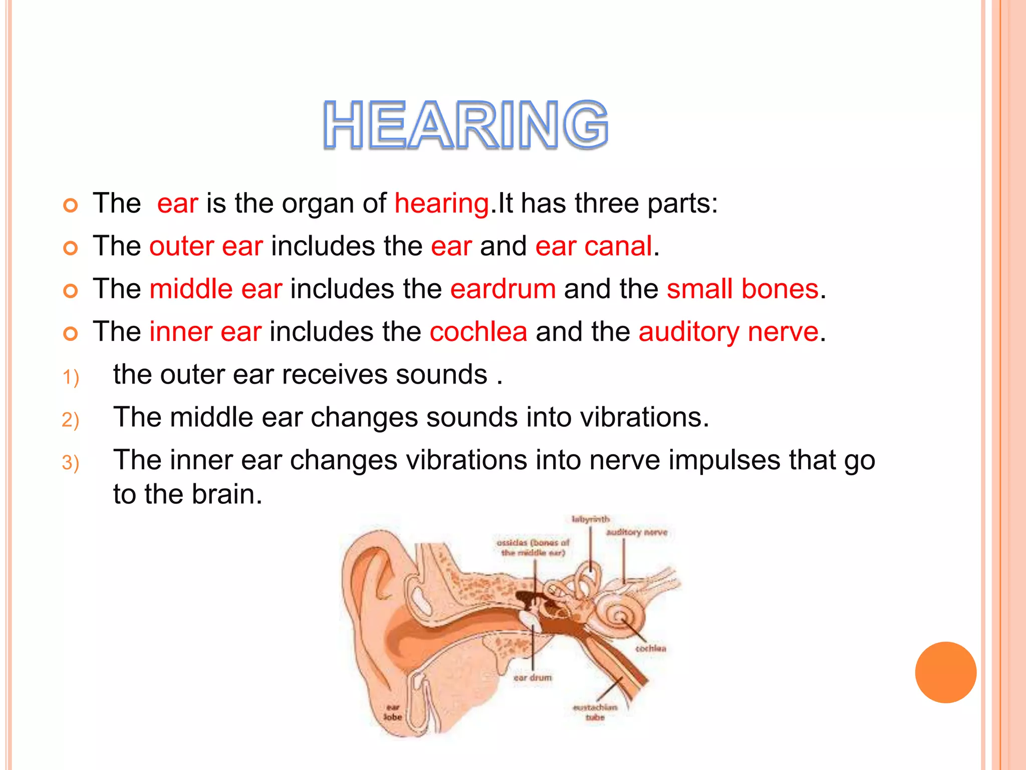     The ear is the organ of hearing.It has three parts:
    The outer ear includes the ear and ear canal.
    The middle ear includes the eardrum and the small bones.
    The inner ear includes the cochlea and the auditory nerve.
1)    the outer ear receives sounds .
2)    The middle ear changes sounds into vibrations.
3)    The inner ear changes vibrations into nerve impulses that go
      to the brain.
 