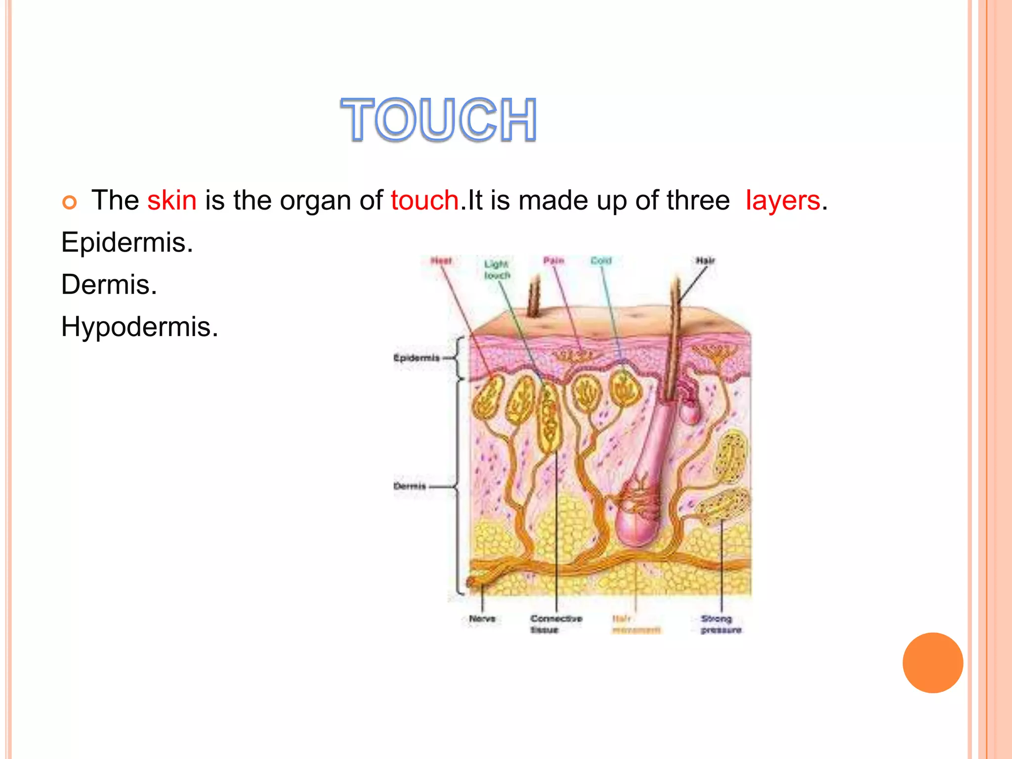  The skin is the organ of touch.It is made up of three layers.
Epidermis.
Dermis.
Hypodermis.
 