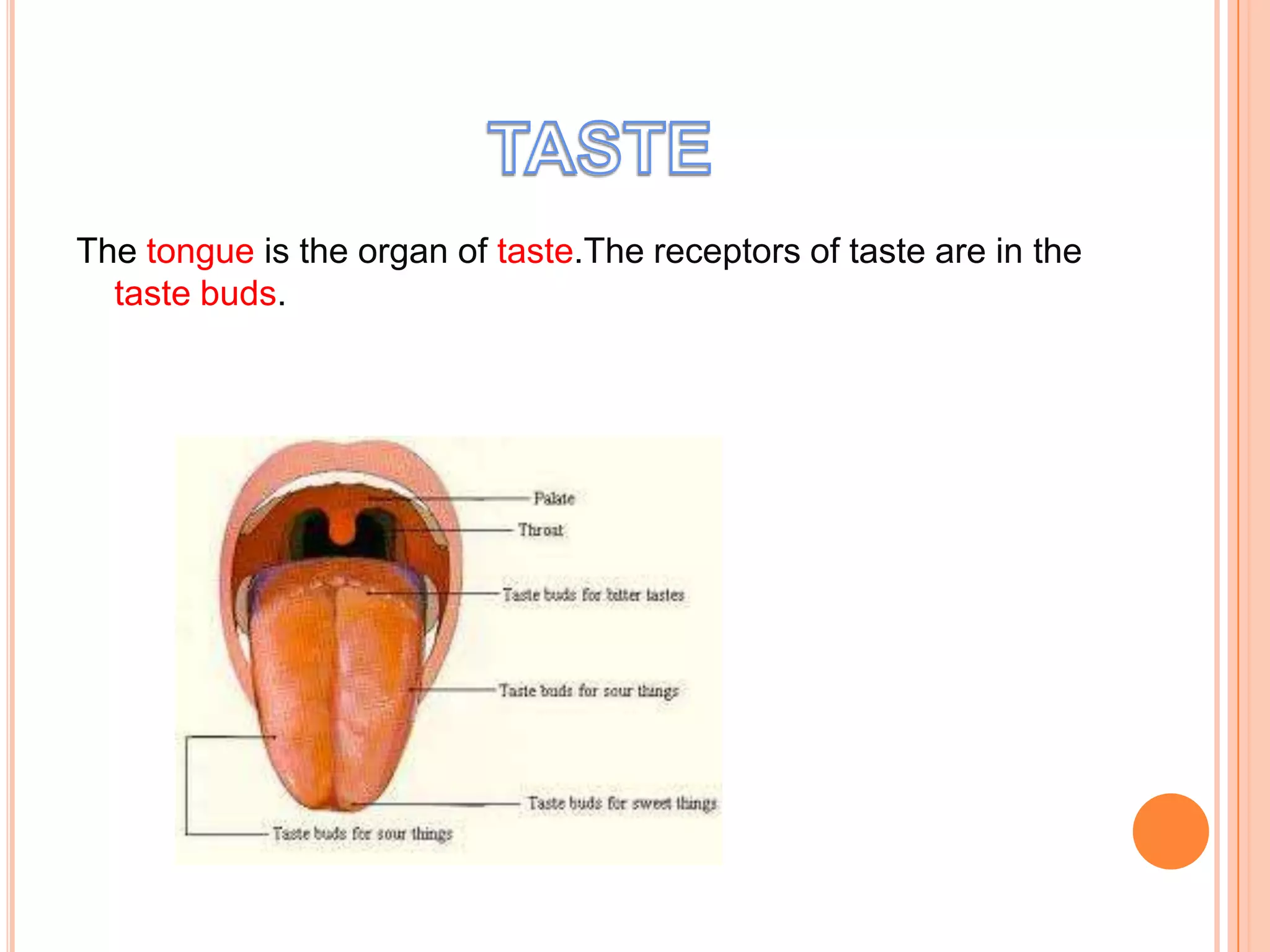 The tongue is the organ of taste.The receptors of taste are in the
  taste buds.
 