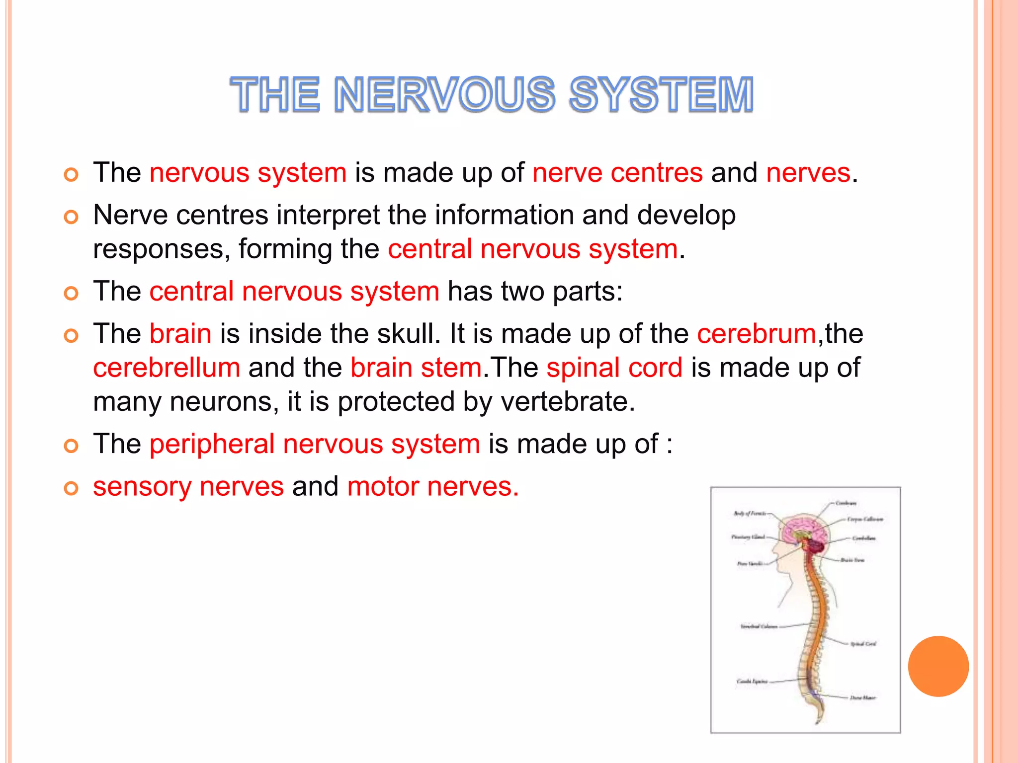    The nervous system is made up of nerve centres and nerves.
   Nerve centres interpret the information and develop
    responses, forming the central nervous system.
   The central nervous system has two parts:
   The brain is inside the skull. It is made up of the cerebrum,the
    cerebrellum and the brain stem.The spinal cord is made up of
    many neurons, it is protected by vertebrate.
   The peripheral nervous system is made up of :
   sensory nerves and motor nerves.
 