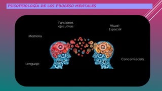 PSICOFISIOLOGÍA DE LOS PROCESO MENTALES
Funciones
ejecutivas Visual -
Espacial
Concentración
Memoria
Lenguaje
 