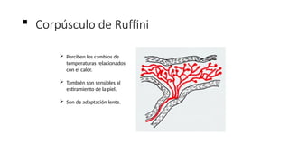 Reseptor Pacini Ruffini SENSORES DE LA PIEL y su importancia en la piel.pptx