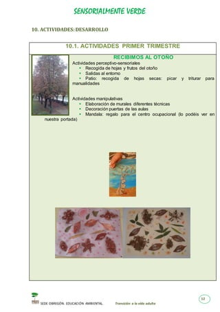 SENSORIALMENTE VERDE
SEDE OBREGÓN. EDUCACIÓN AMBIENTAL. Transición a la vida adulta
12
10. ACTIVIDADES:DESARROLLO
10.1. ACTIVIDADES PRIMER TRIMESTRE
RECIBIMOS AL OTOÑO
Actividades perceptivo-sensoriales
 Recogida de hojas y frutos del otoño
 Salidas al entorno
 Patio: recogida de hojas secas: picar y triturar para
manualidades
Actividades manipulativas
 Elaboración de murales diferentes técnicas
 Decoración puertas de las aulas
 Mandala: regalo para el centro ocupacional (lo podéis ver en
nuestra portada)
 