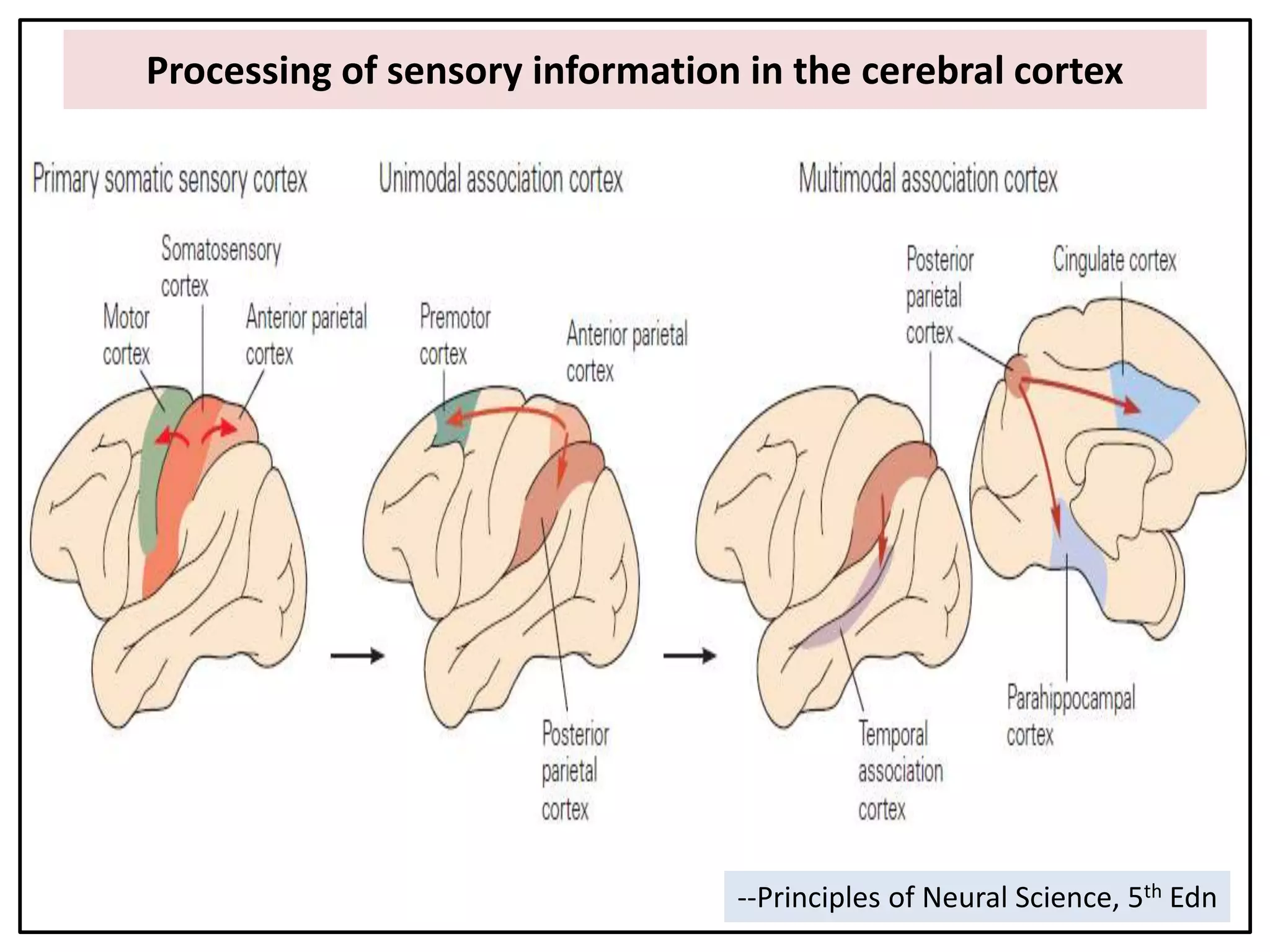 Processing of sensory information in the cerebral cortex
--Principles of Neural Science, 5th Edn
 